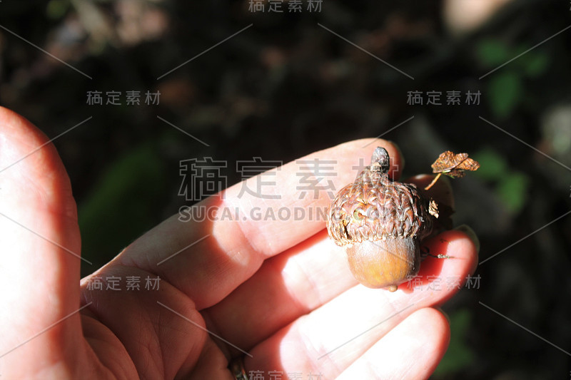 持有一个橡子