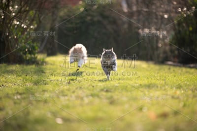 玩猫