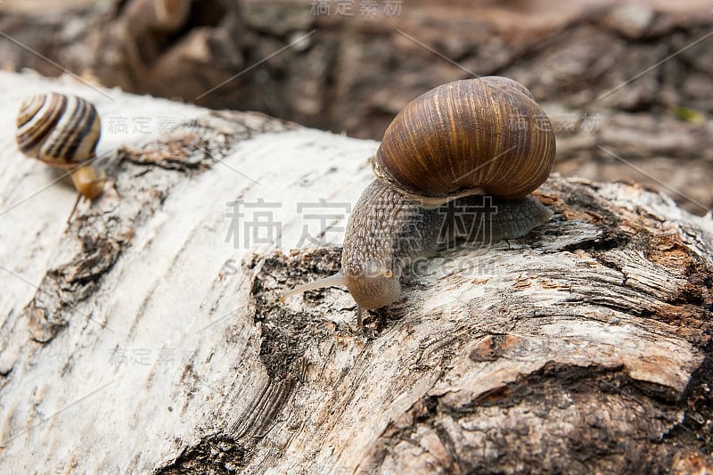 勃艮第蜗牛(螺旋蜗牛，罗马蜗牛，食用蜗牛，蜗牛)