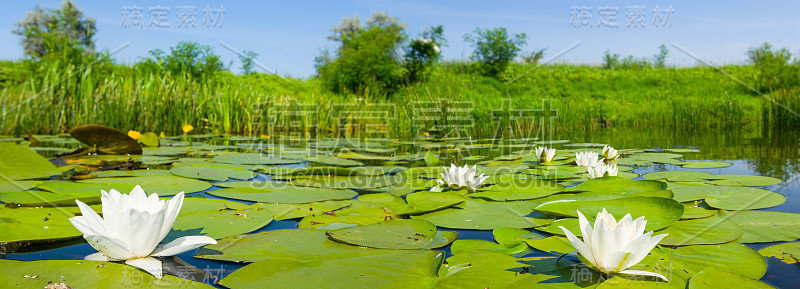 洁白的睡莲流淌在夏日的小河上，夏日的户外景色广阔