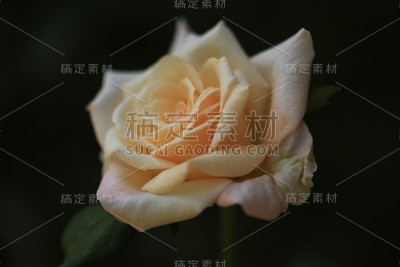 白玫瑰