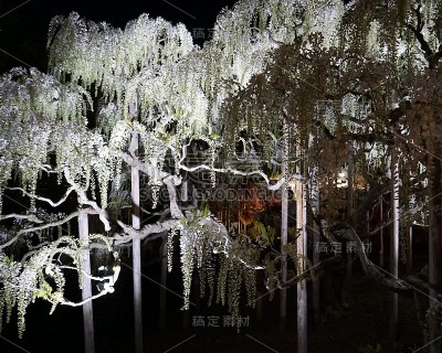 挂着一串串白色的紫藤树，夜晚灯火通明。日本的春天