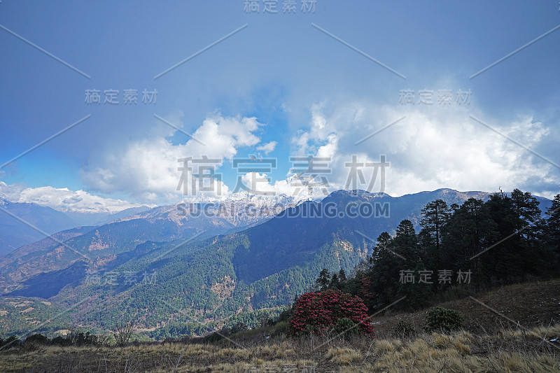 多云的蓝天和雪山与杜鹃树公园，尼泊尔的国花