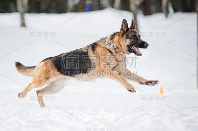 在冬天奔跑的德国牧羊犬