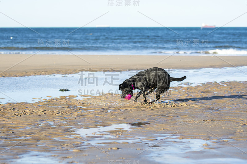 狗在沙滩上抓球