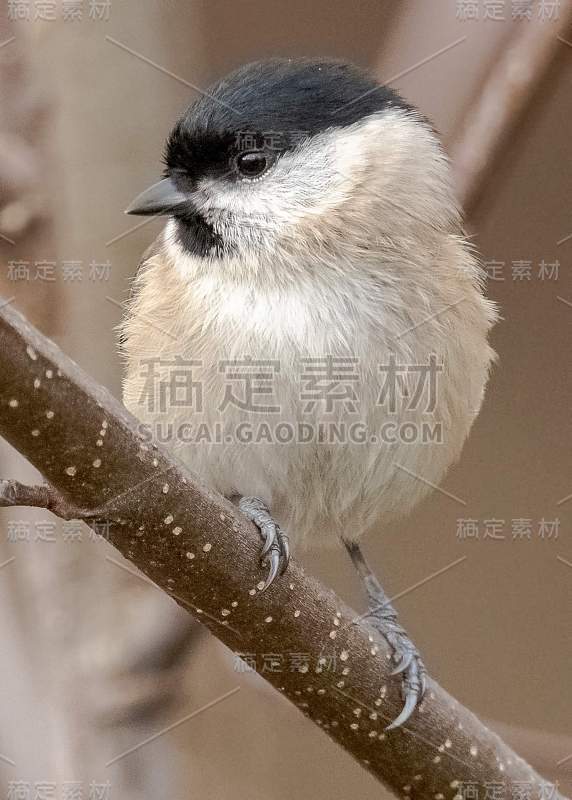 沼泽山雀