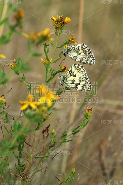 沙赫布雷特