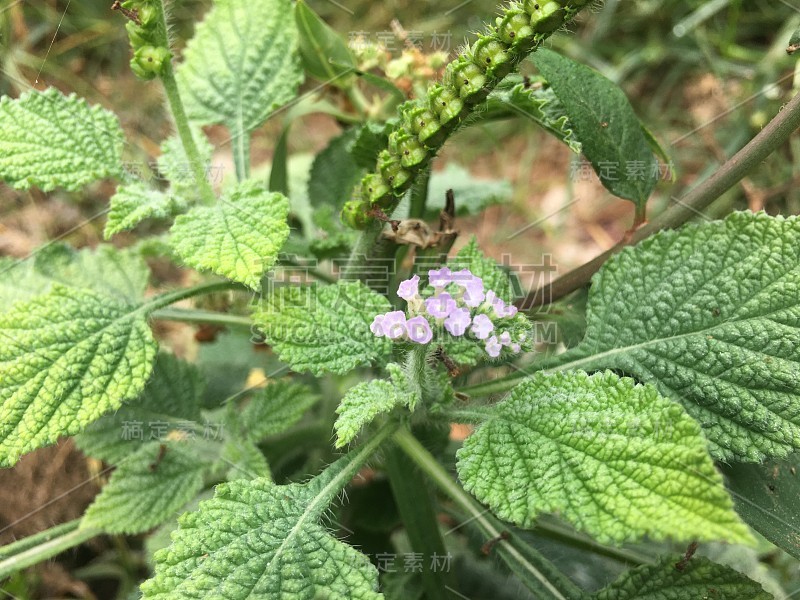 花园里的紫色小花