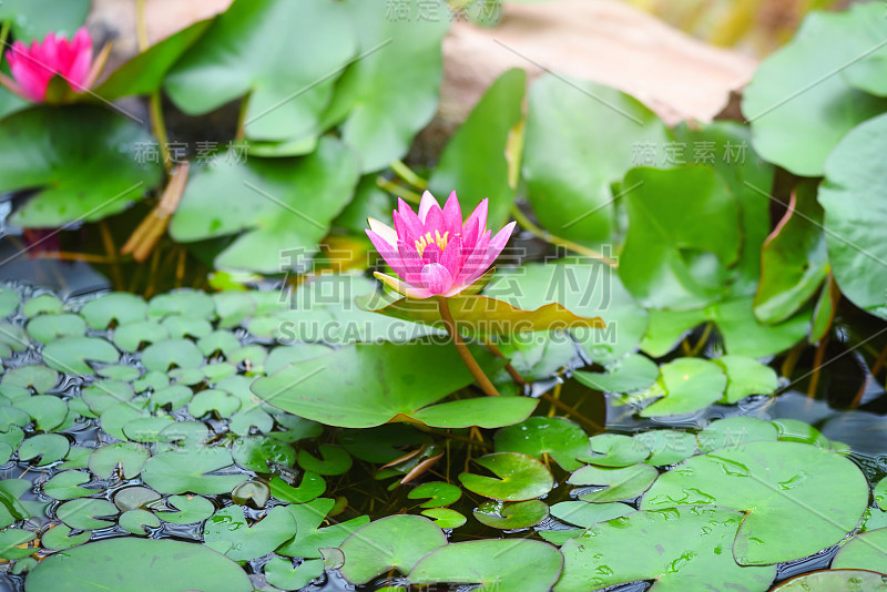 湖中的红睡莲(睡莲)。花是白色睡莲(睡莲)的一个红色品种。