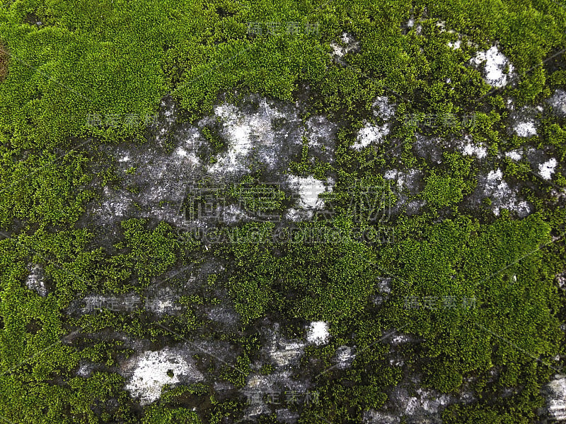 青苔石墙背景。新鲜的绿色热带苔藓覆盖生长在潮湿的旧混凝土地板上的花园。森林中的苔藓，苔藓纹理，背景与