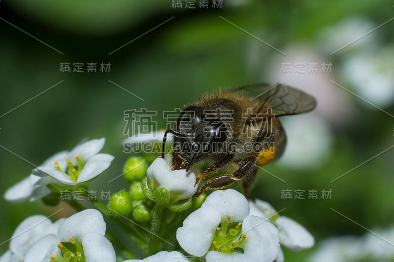 蜜蜂在爱丽丝花上，