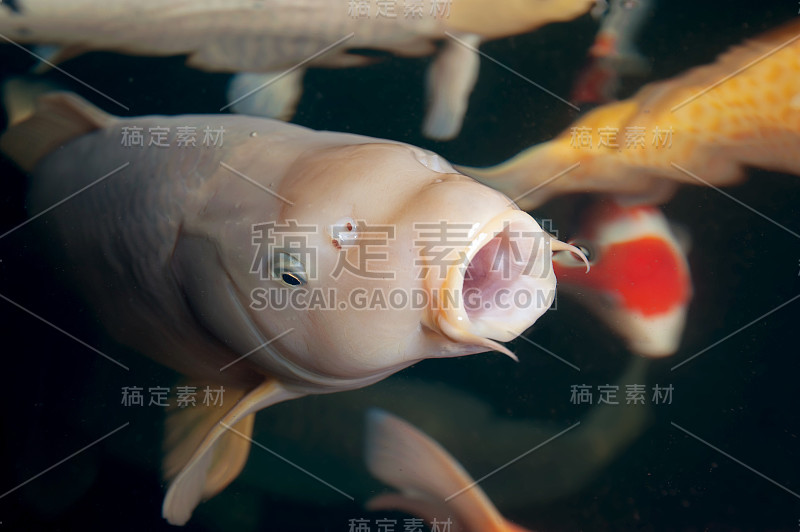 不同的彩色锦鲤在水族馆游泳