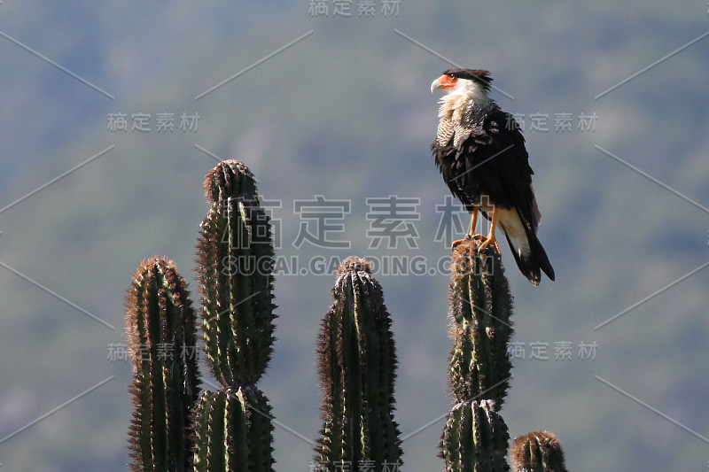 在仙人掌上的有冠的卡拉卡拉