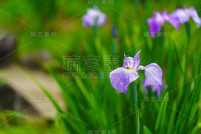 日本鸢尾花在绿色的背景