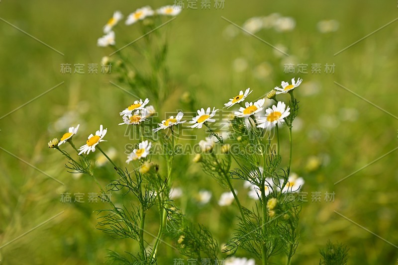 美丽的花朵——雏菊。夏日自然多彩背景。(Leucanthemum机)