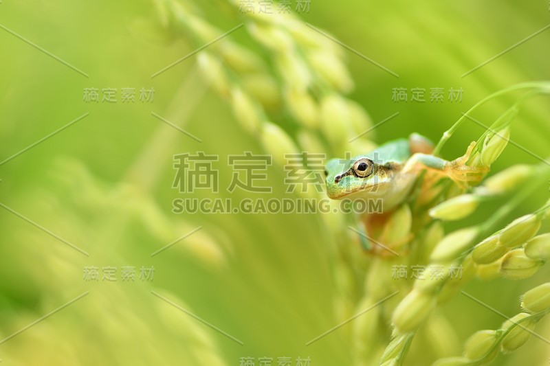 绿色树蛙在水稻植株的穗上。