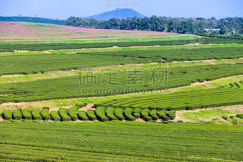 绿茶种植园和宇宙花和蓝天背景。