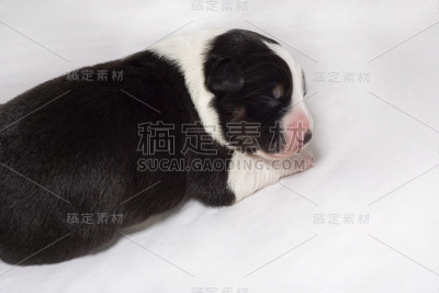 新生的边境牧羊犬