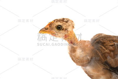 鸡