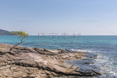 科编码
