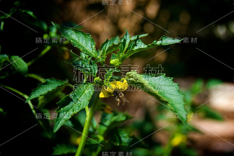 番茄花上的蜜蜂