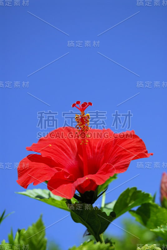 芙蓉