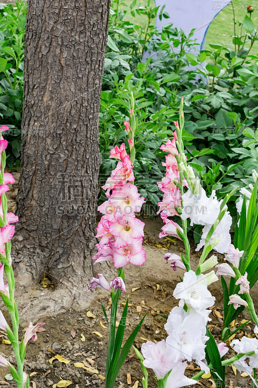 绿色剑兰植物