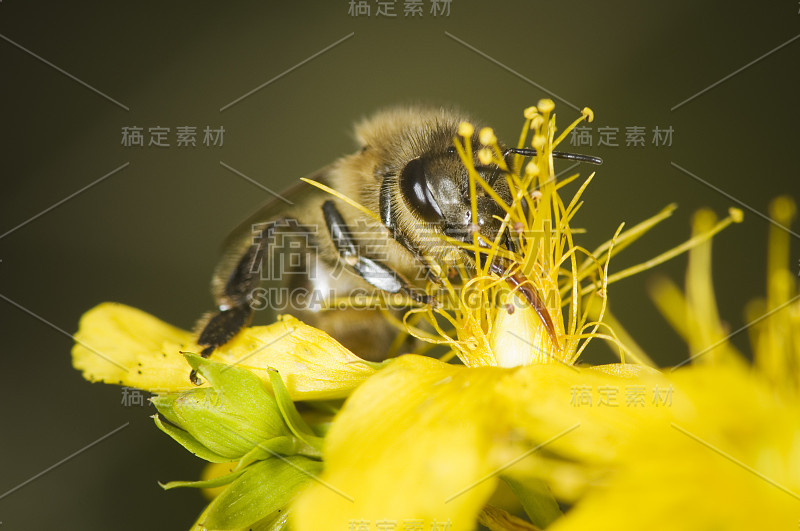 黄色花朵上的蜜蜂喙