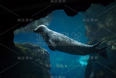 斑海豹(Phoca vitulina)。