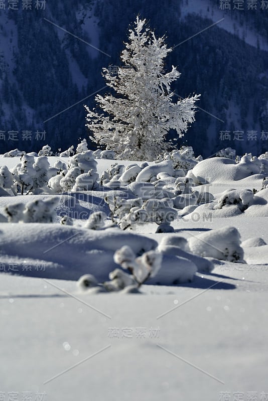 新鲜的雪