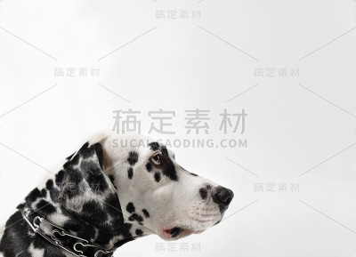斑点狗黑白画像