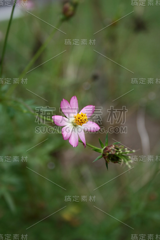 粉红色宇宙花