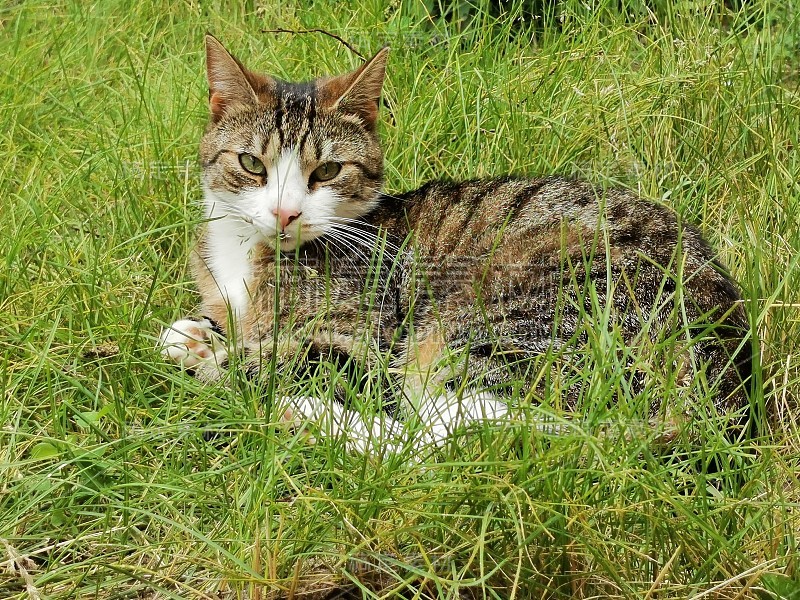 猫和动物宠物夏天