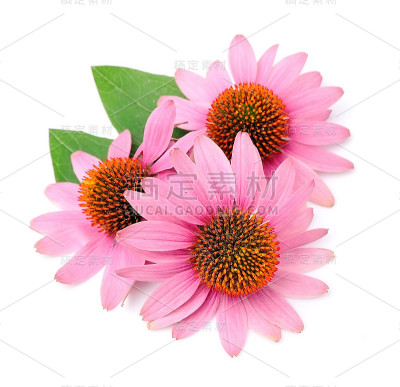 紫锥菊的花