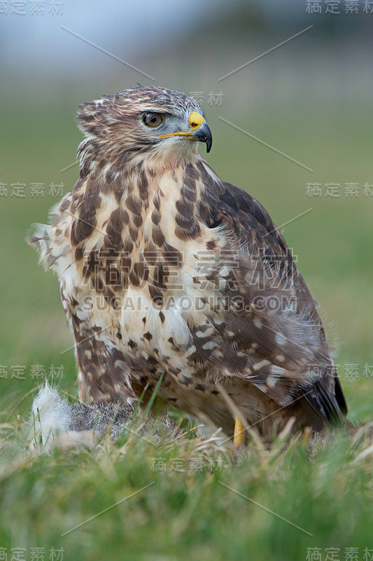 秃鹰(Buteo Buteo)