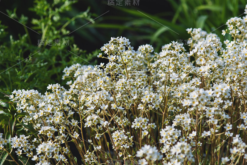 终身虎耳草在花园中绽放——虎耳草在春天