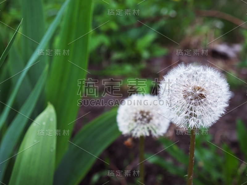 几朵成熟的蒲公英花。很常见的野花。