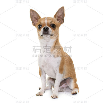 工作室里的小吉娃娃