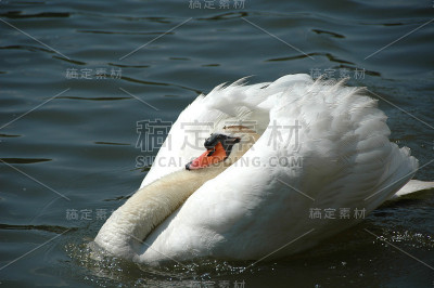 湖中的雄天鹅
