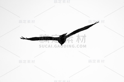 日落时一只飞翔的鹰的剪影。