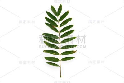 绿叶孤立在白色背景上