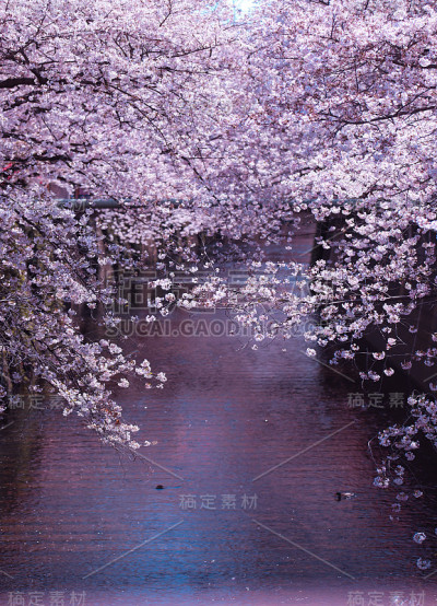 目黑河边的樱花