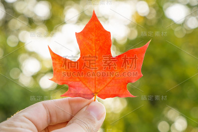 手与秋叶