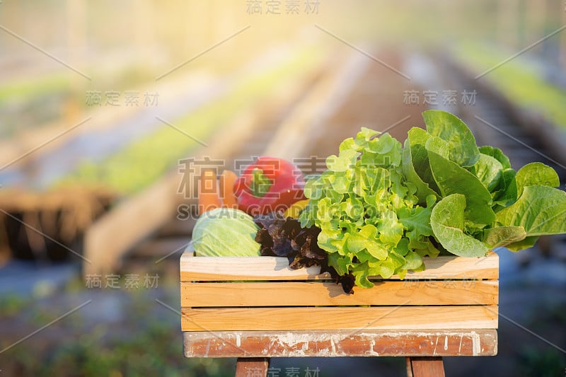 新鲜的有机生蔬菜和水果篮在水培农场沙拉，素食和健康食品或配料和草药烹饪健康复制空间，收获为农场，营养