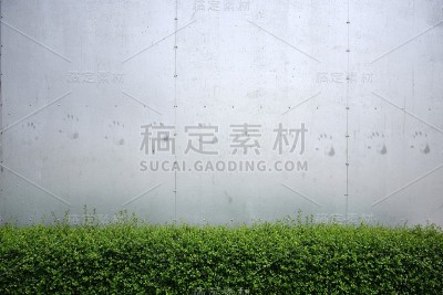 小树篱上白灰墙背景纹理