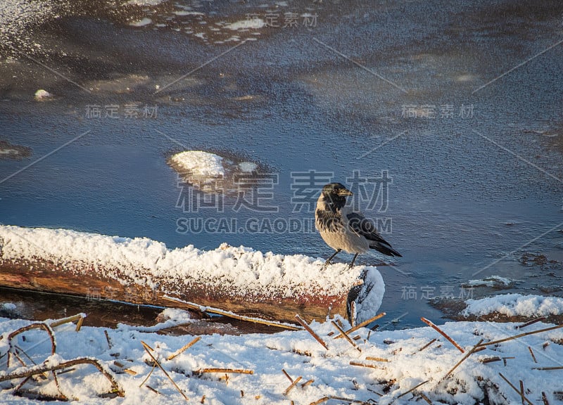 乌鸦栖息在河岸上的雪木上