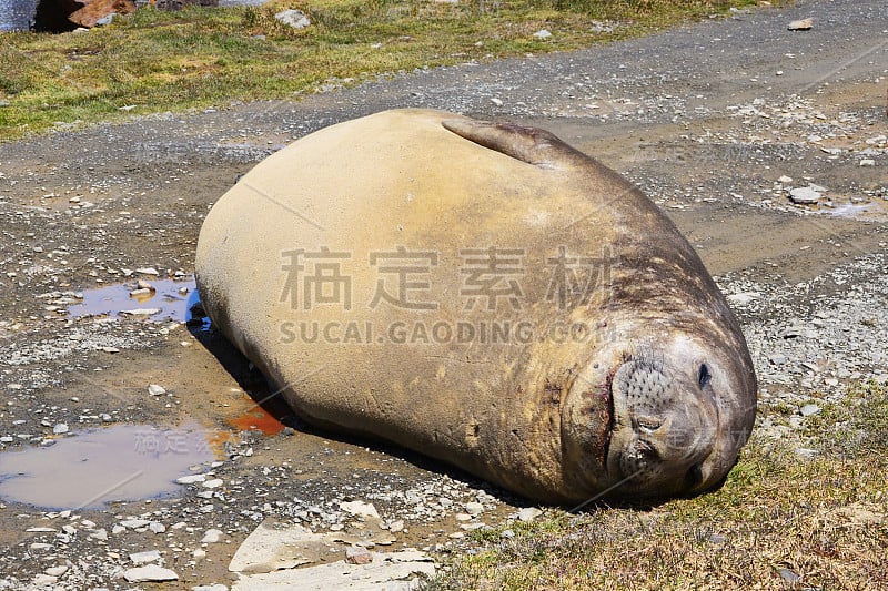 母海象在路上