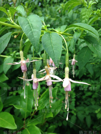 芭蕾舞者