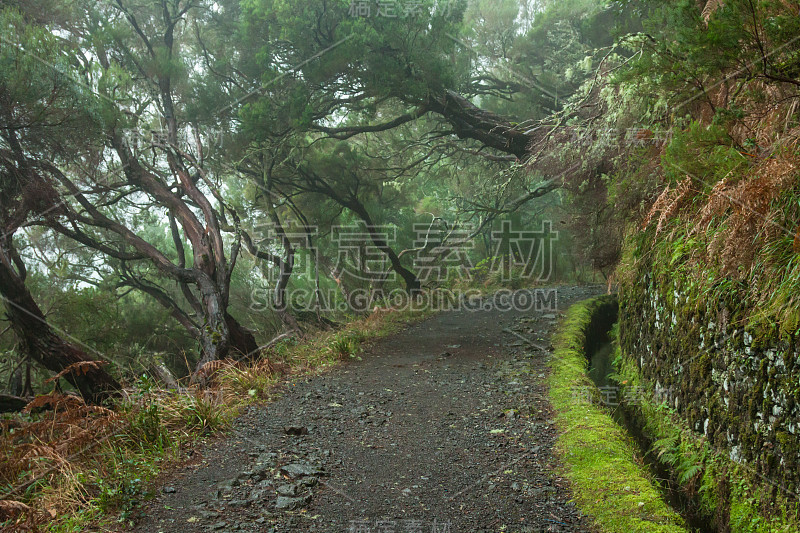 马德拉岛的劳雷尔森林