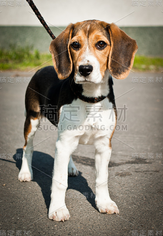 小猎犬狗站